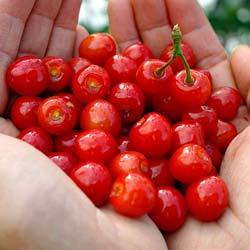 Cerezo de Nankin, Cerezo de Shangai frutas rojas